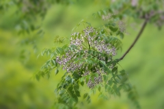 せんだんの花！