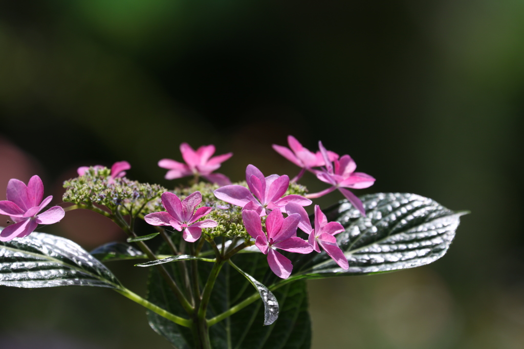 紫陽花〜②