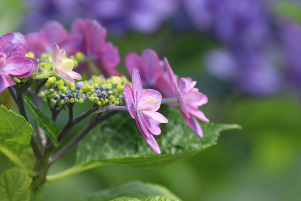 紫陽花〜