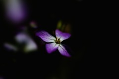 はま大根の花！