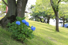 公園を彩って！