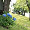 公園を彩って！