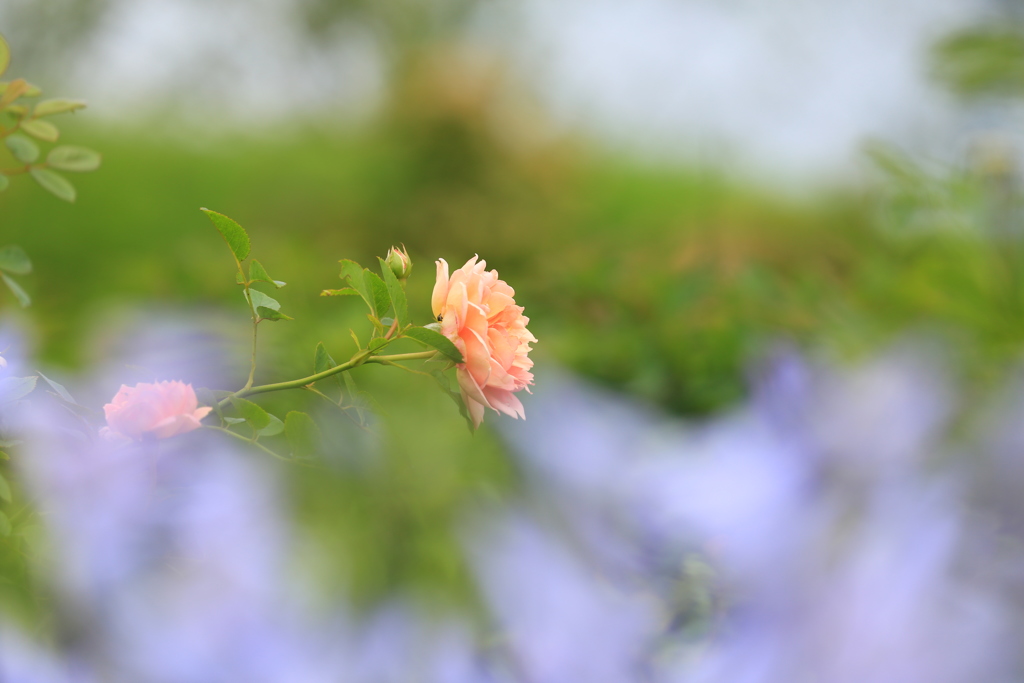 花写！