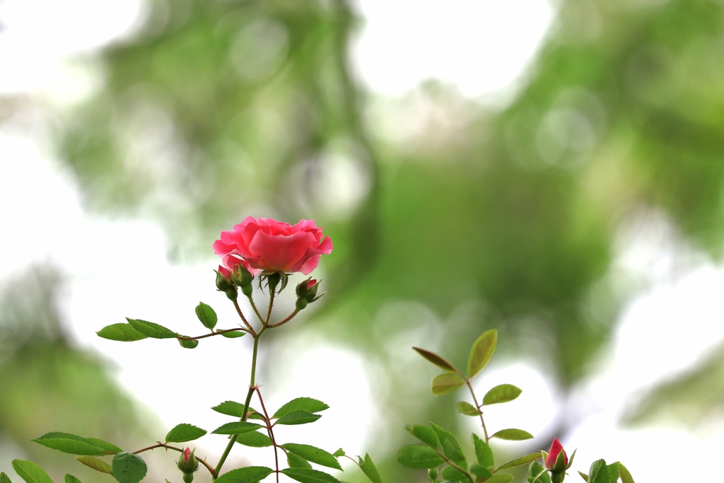 薔薇写〜