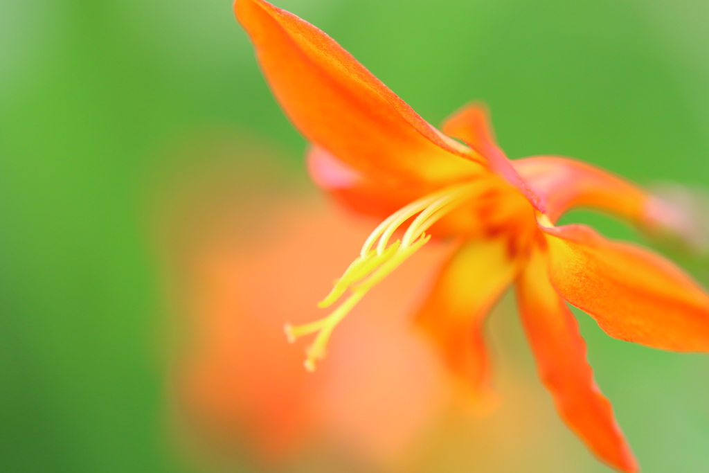 花写！