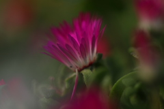 花写〜♪♪