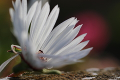 花便り〜♪