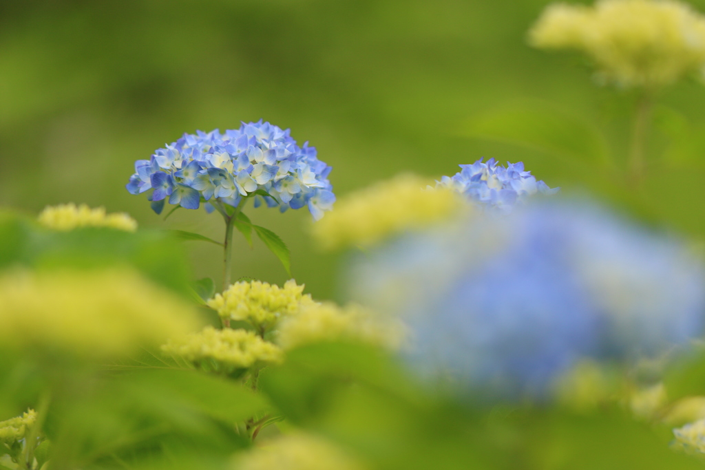 紫陽花の花！