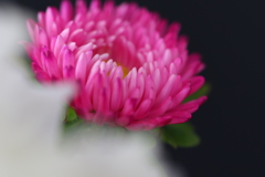 花〜撮り！