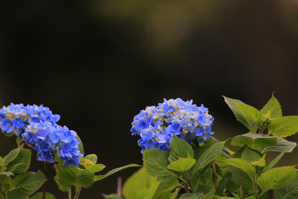 紫陽花〜♪♪