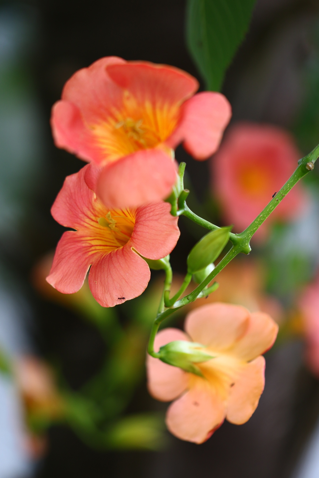 花〜撮り♪
