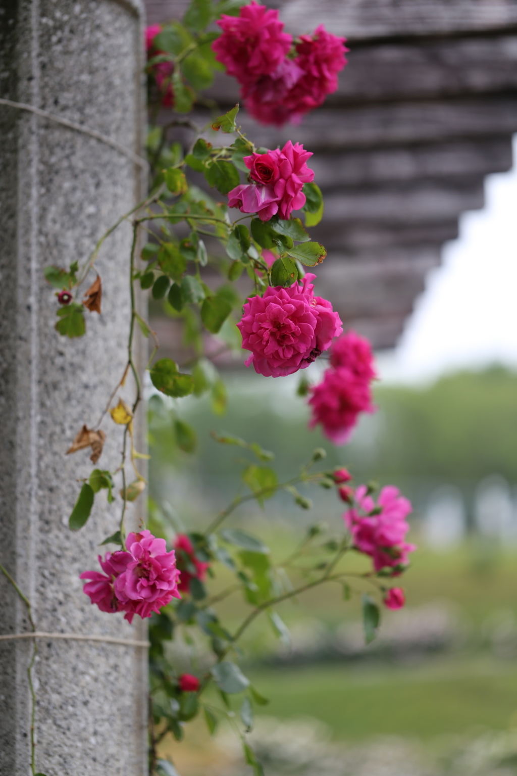 薔薇〜
