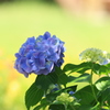 紫陽花〜