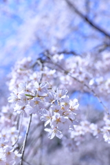 六義園　枝垂れ桜