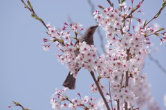 桜とヒヨちゃん