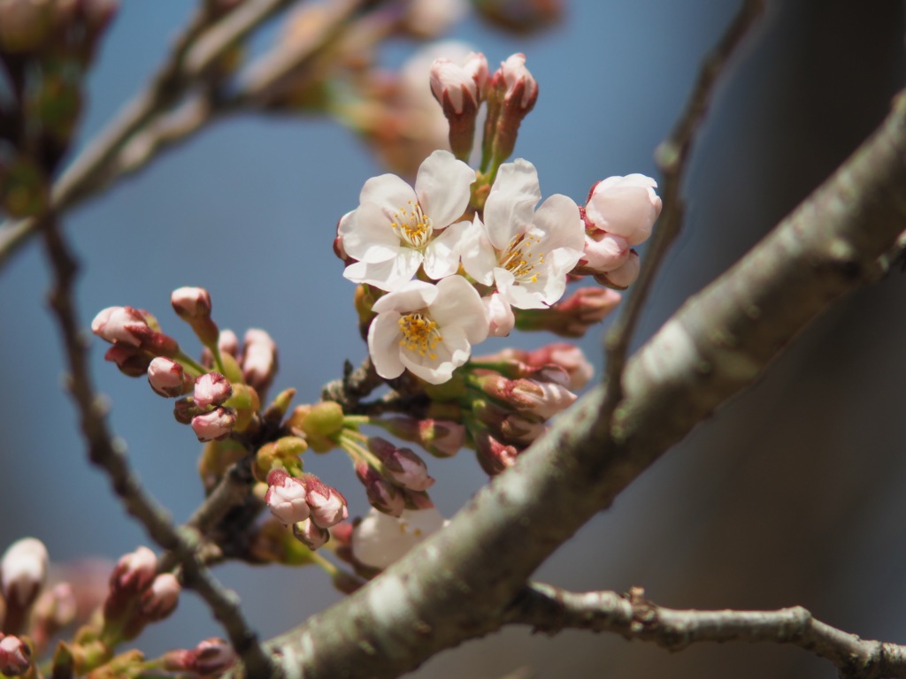 次の日には桜が満開となりました。。。