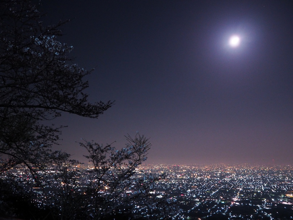 月夜に隠れる夜桜