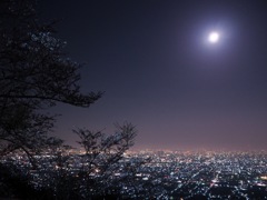 月夜に隠れる夜桜