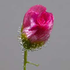 ピグミーモウセンゴケの花