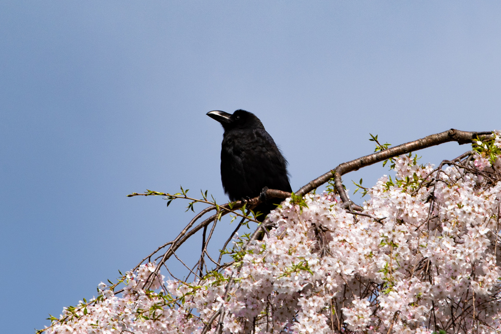 桜と烏