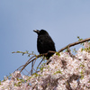 桜と烏