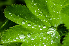 水玉