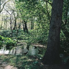 カラスの行水