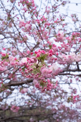 DSCF1281