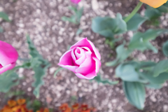 DSCF1269