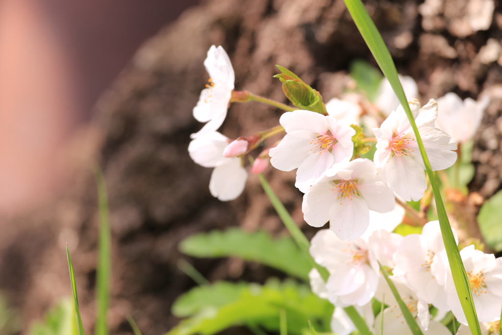 桜の幹に生える桜