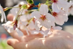 横浜の桜