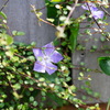木目と紫の花