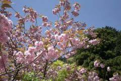大山登山口の八重桜