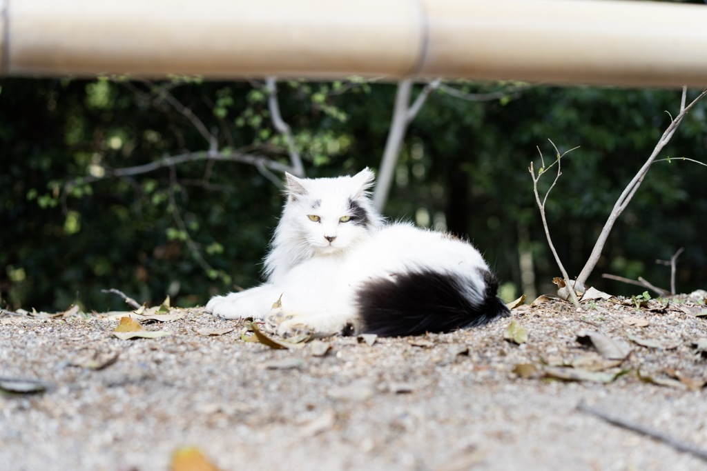 眼力の強い猫さん