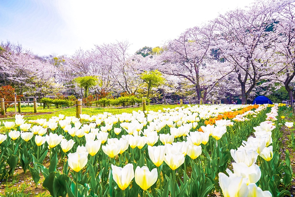 桜とチューリップ