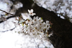 公園の桜