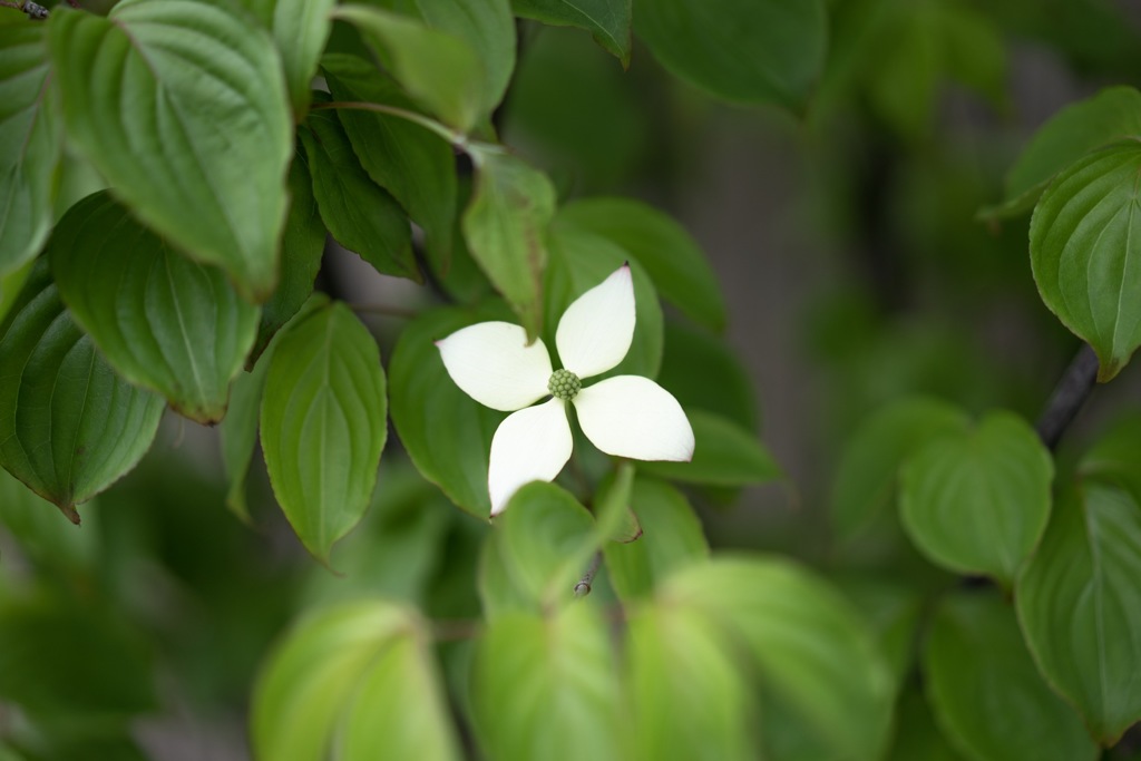 近所の野草