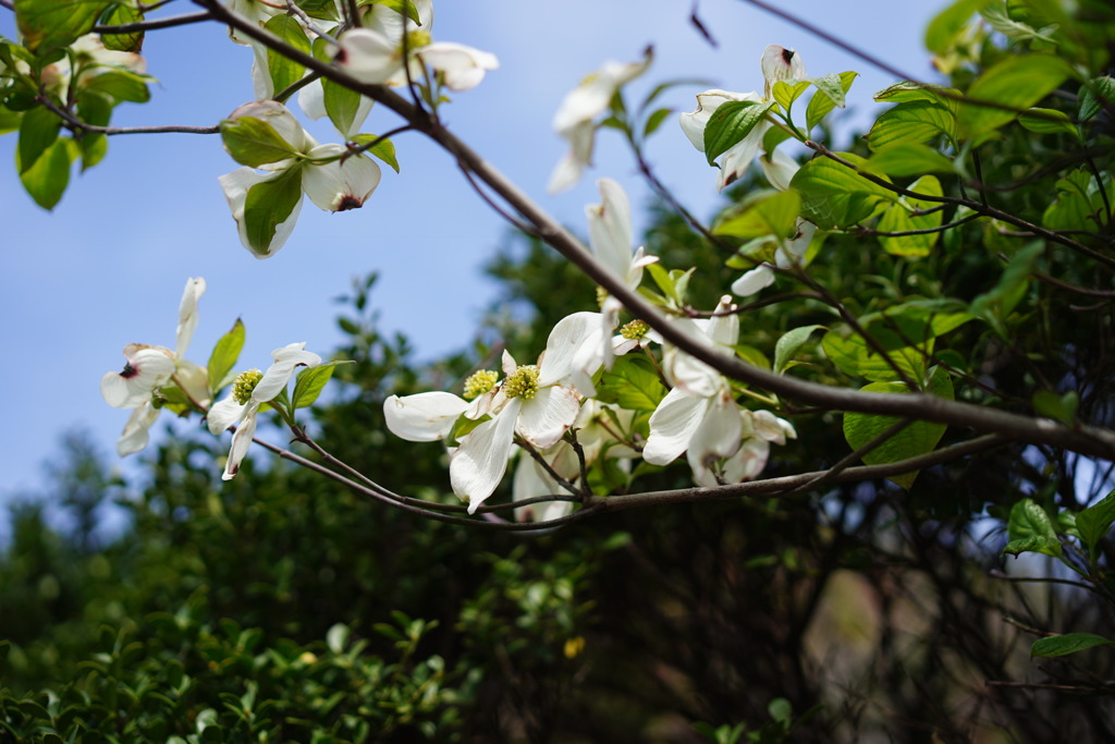 近所の花