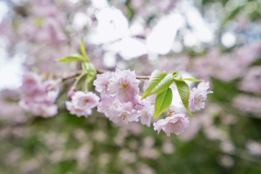桜