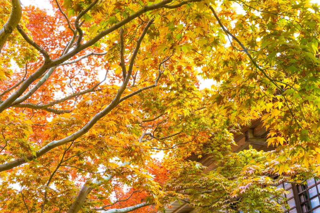 鎌倉の紅葉