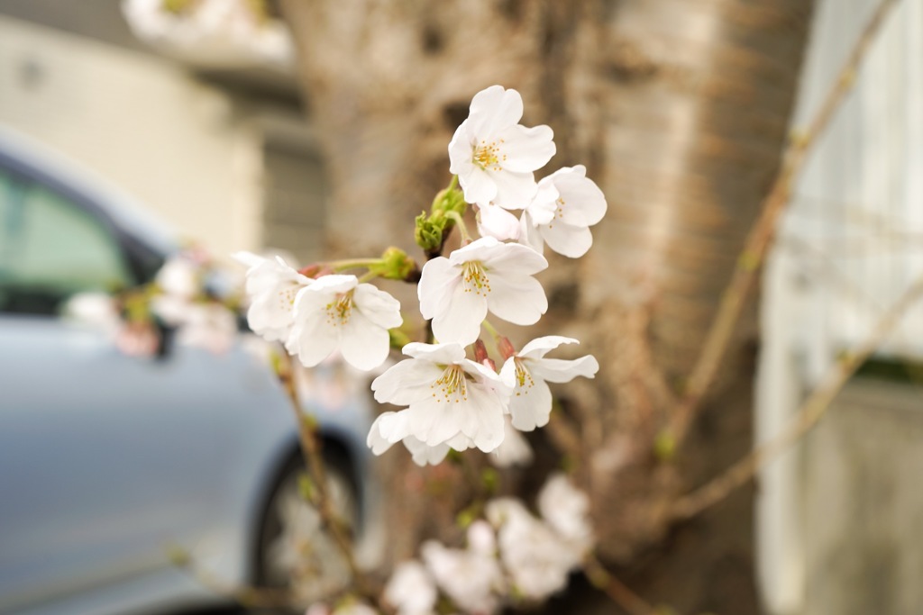 近所の葉桜