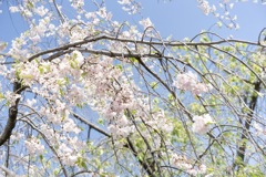 枝垂れ気味の桜