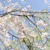 枝垂れ気味の桜