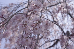 波佐見町  田ノ頭郷のしだれ桜