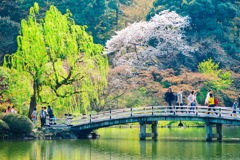 新宿御苑の日本庭園