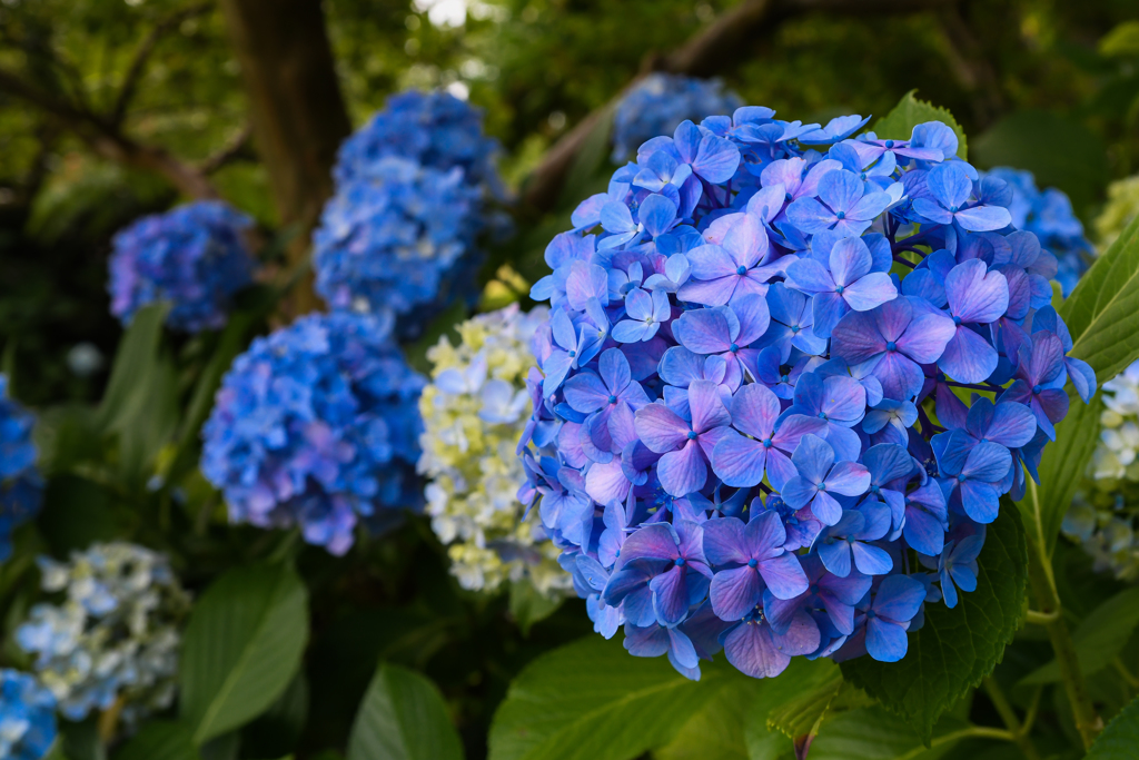 紫陽花