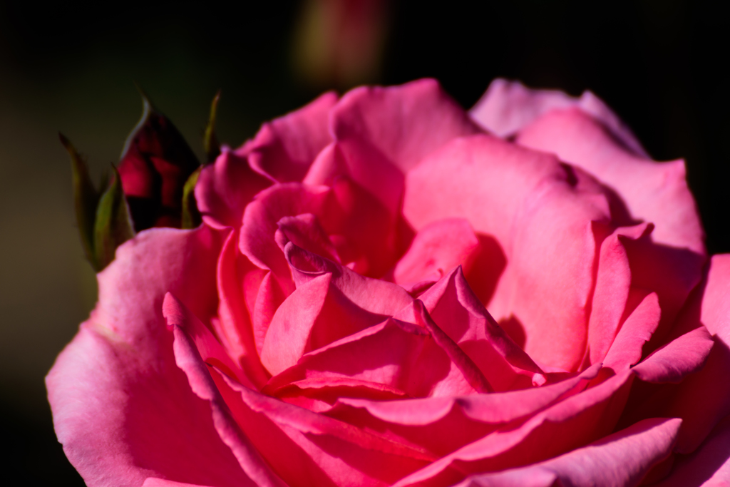 薔薇
