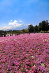 富士芝桜まつり