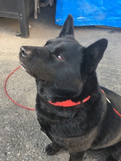 私、頑張って待てしてるの！