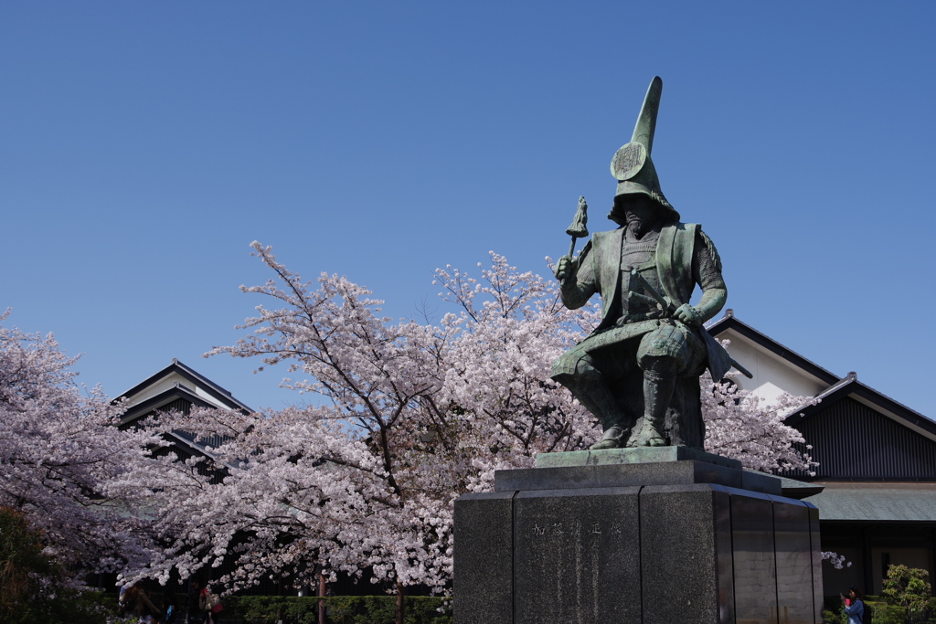 加藤清正公と桜